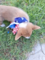 Biscuit- DM, EIC,vWD Safe- Natural Tail, a female Pembroke Welsh Corgi for sale in Arroyo Grande, CA – 10 of 10