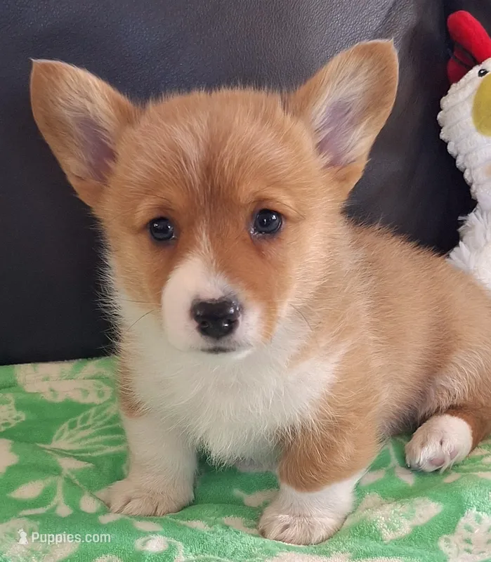 Biscuit- DM, EIC,vWD Safe- Natural Tail – Pembroke Welsh Corgi puppy for sale in Arroyo Grande, CA