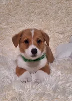 Oliver - DM Safe - Full Tail, a male Pembroke Welsh Corgi for sale in Arroyo Grande, CA – 5 of 10