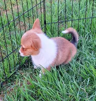 Ophelia- DM Safe - Full Tail, a female Pembroke Welsh Corgi for sale in Arroyo Grande, CA – 8 of 10