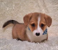 Charlie- Dm Safe Full Tail, a male Pembroke Welsh Corgi for sale in Arroyo Grande, CA – 6 of 10