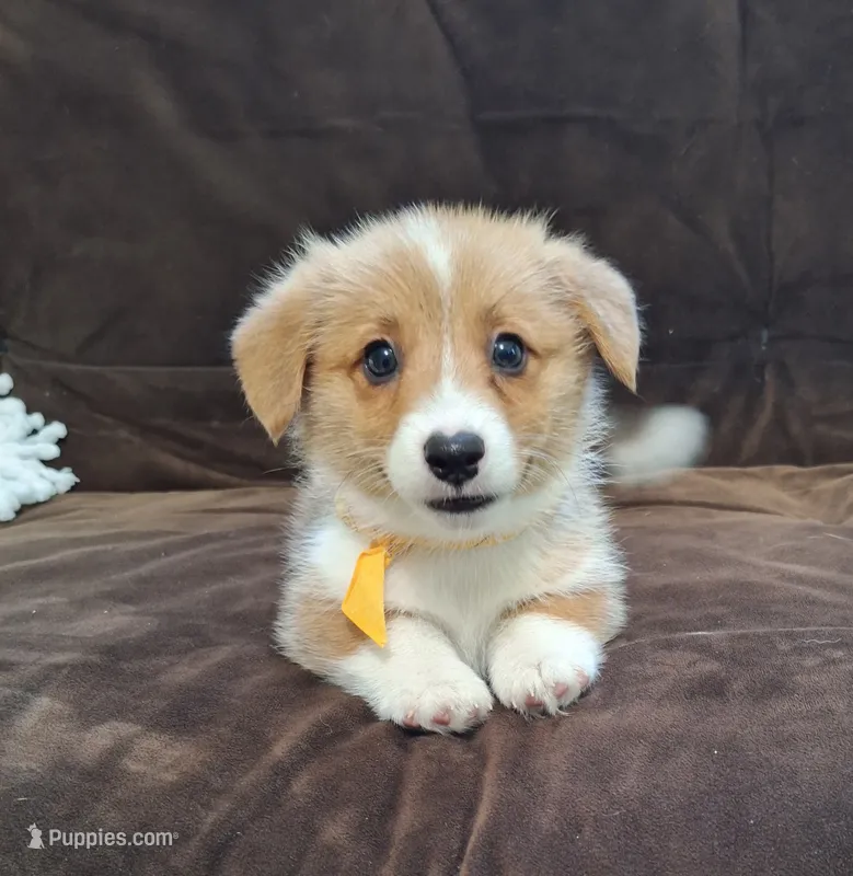 Joey- DM Safe - Full Tail – Pembroke Welsh Corgi puppy for sale in Arroyo Grande, CA