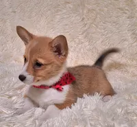 Ophelia- DM Safe - Full Tail, a female Pembroke Welsh Corgi for sale in Arroyo Grande, CA – 7 of 10