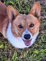 Charlie- Dm Safe Full Tail, a male Pembroke Welsh Corgi for sale in Arroyo Grande, CA – 10 of 10