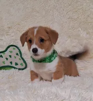 Oliver - DM Safe - Full Tail, a male Pembroke Welsh Corgi for sale in Arroyo Grande, CA – 2 of 10