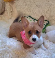 Fancy - Dm Safe Full Tail, a female Pembroke Welsh Corgi for sale in Arroyo Grande, CA – 8 of 10
