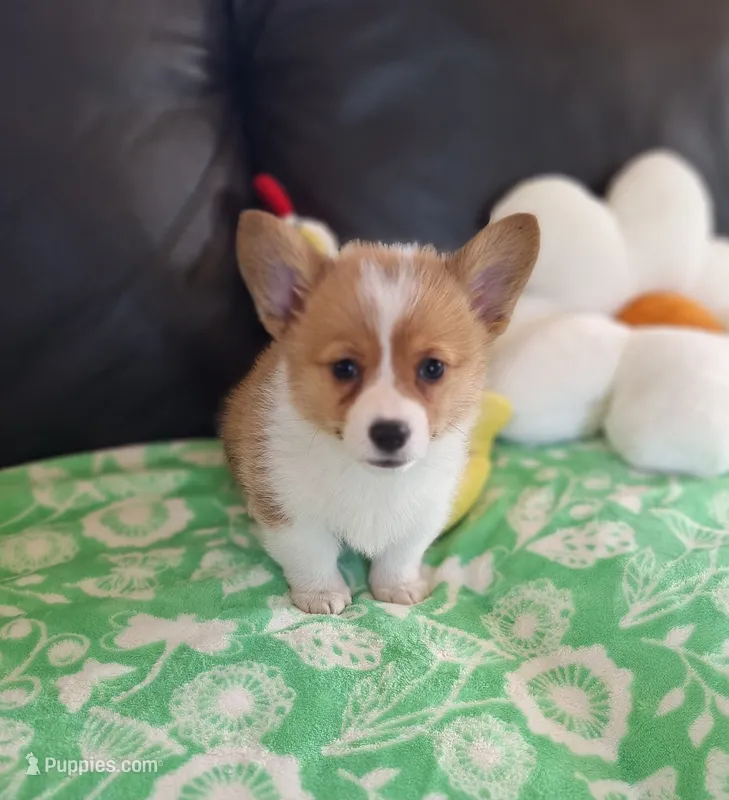 Cricket - pending – Pembroke Welsh Corgi puppy for sale in Arroyo Grande, CA