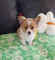Cricket - pending, a female Pembroke Welsh Corgi for sale in Arroyo Grande, CA – 1 of 8