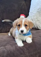 Charlie- Dm Safe Full Tail, a male Pembroke Welsh Corgi for sale in Arroyo Grande, CA – 2 of 10