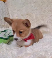 Ophelia- DM Safe - Full Tail, a female Pembroke Welsh Corgi for sale in Arroyo Grande, CA – 4 of 10