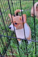 Fancy - Dm Safe Full Tail, a female Pembroke Welsh Corgi for sale in Arroyo Grande, CA – 6 of 10