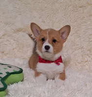 Ophelia- DM Safe - Full Tail, a female Pembroke Welsh Corgi for sale in Arroyo Grande, CA – 5 of 10