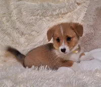 Joey- DM Safe - Full Tail, a male Pembroke Welsh Corgi for sale in Arroyo Grande, CA – 8 of 10