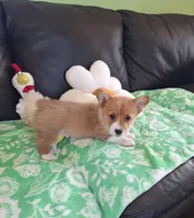 Biscuit- DM, EIC,vWD Safe- Natural Tail, a female Pembroke Welsh Corgi for sale in Arroyo Grande, CA – 8 of 10