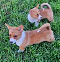Fancy - Dm Safe Full Tail, a female Pembroke Welsh Corgi for sale in Arroyo Grande, CA – 7 of 10