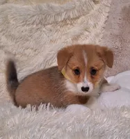 Joey- DM Safe - Full Tail, a male Pembroke Welsh Corgi for sale in Arroyo Grande, CA – 2 of 10