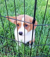 Charlie- Dm Safe-Pending, a male Pembroke Welsh Corgi for sale in Arroyo Grande, CA – 2 of 10