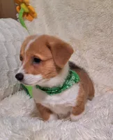 Oliver - DM Safe - Full Tail, a male Pembroke Welsh Corgi for sale in Arroyo Grande, CA – 4 of 10