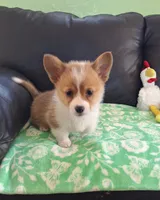 Cricket - pending, a female Pembroke Welsh Corgi for sale in Arroyo Grande, CA – 8 of 8