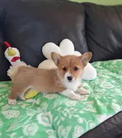 Biscuit- DM, EIC,vWD Safe- Natural Tail, a female Pembroke Welsh Corgi for sale in Arroyo Grande, CA – 7 of 10