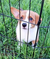 Charlie- Dm Safe-Pending, a male Pembroke Welsh Corgi for sale in Arroyo Grande, CA – 3 of 10