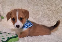 Charlie- Dm Safe Full Tail, a male Pembroke Welsh Corgi for sale in Arroyo Grande, CA – 5 of 10