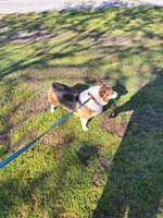 Flower- DM,EIC,vWD safe, a female Pembroke Welsh Corgi for sale in Arroyo Grande, CA – 4 of 5