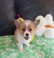 Cricket - pending, a female Pembroke Welsh Corgi for sale in Arroyo Grande, CA – 6 of 8