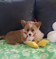 Cricket - pending, a female Pembroke Welsh Corgi for sale in Arroyo Grande, CA – 2 of 8
