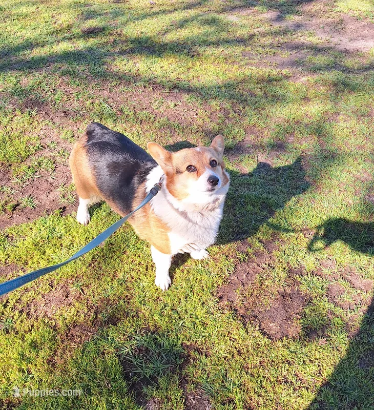 FLOWER – Pembroke Welsh Corgi puppy for sale in Arroyo Grande, CA