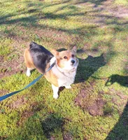 Flower- DM,EIC,vWD safe, a female Pembroke Welsh Corgi for sale in Arroyo Grande, CA – 1 of 5