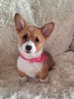 Fancy - Dm Safe Full Tail, a female Pembroke Welsh Corgi for sale in Arroyo Grande, CA – 6 of 10