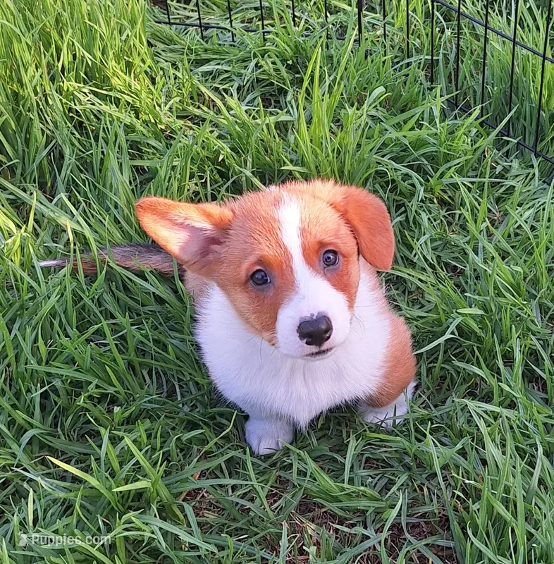 Charlie- Dm Safe Full Tail – Pembroke Welsh Corgi puppy for sale in Arroyo Grande, CA