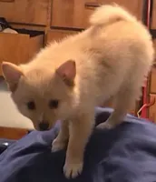 Bubbles, a female Pomsky for sale in Twin Lakes, WI – 6 of 10