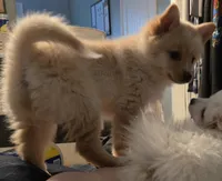 Bubbles, a female Pomsky for sale in Twin Lakes, WI – 5 of 10