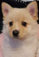 Bubbles, a female Pomsky for sale in Twin Lakes, WI – 9 of 10
