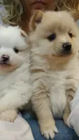 Pearl, a female Pomsky for sale in Twin Lakes, WI – 4 of 10