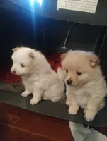 Pearl, a female Pomsky for sale in Twin Lakes, WI – 3 of 10
