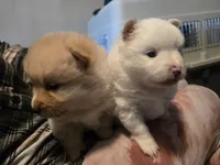 Pearl, a female Pomsky for sale in Twin Lakes, WI – 8 of 10