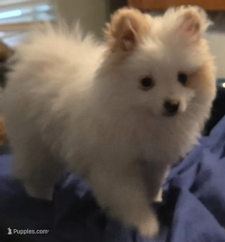 Pearl – Pomsky puppy for sale in Twin Lakes, WI