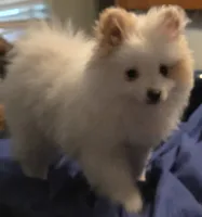 Pearl, a female Pomsky for sale in Twin Lakes, WI – 1 of 10