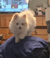 Pearl, a female Pomsky for sale in Twin Lakes, WI – 10 of 10