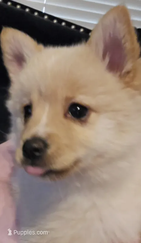 Bubbles – Pomsky puppy for sale in Twin Lakes, WI