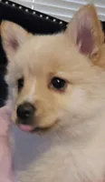 Bubbles, a female Pomsky for sale in Twin Lakes, WI – 1 of 10