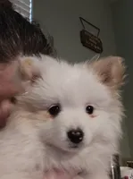 Pearl, a female Pomsky for sale in Twin Lakes, WI – 7 of 10