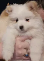 Pearl, a female Pomsky for sale in Twin Lakes, WI – 2 of 10