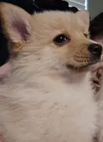 Bubbles, a female Pomsky for sale in Twin Lakes, WI – 7 of 10