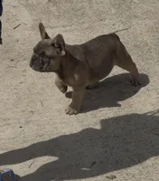 Puppy #3, a male French Bulldog for sale in Jacksonville, FL – 2 of 4
