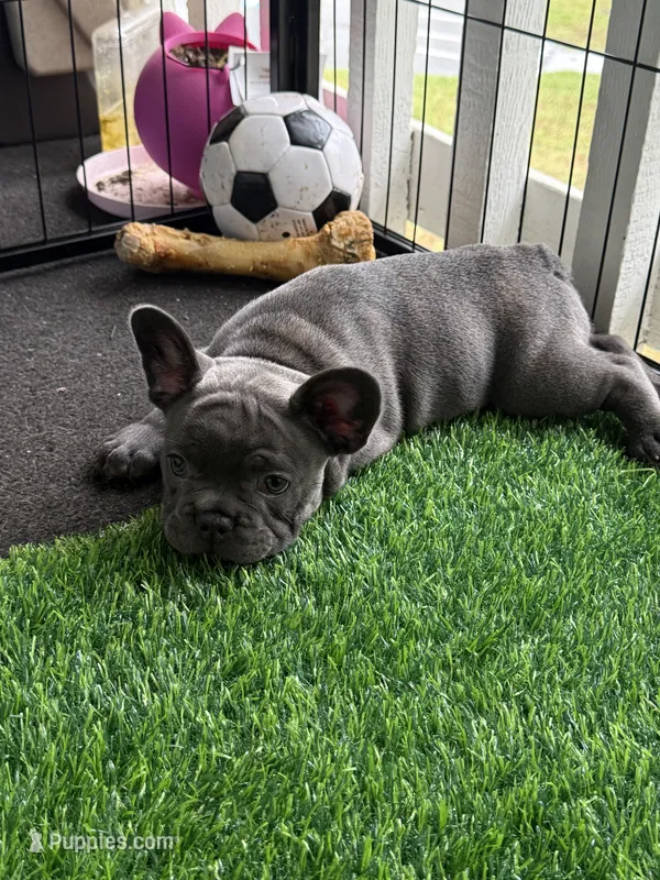 Beau  – French Bulldog puppy for sale in Jacksonville, FL