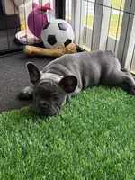 Beau , a male French Bulldog for sale in Jacksonville, FL – 1 of 3